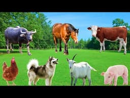 Farm Animal Food - Cows, Buffaloes, Sheep, Chickens, Pigs, Goats - Familiar Animals