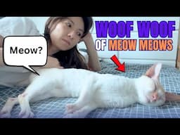 This Cat Behaves Like a Dog