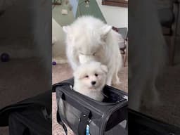 Meeko Meets Astri (Samoyed Puppy!)