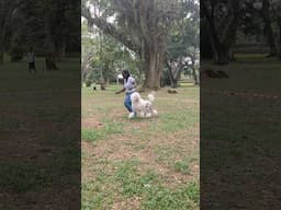 Standard poodle moving beautifully in the ring #dog #shorts #poodle