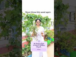 పిచ్చి మొక్క అని తీసిపారేయకండి ! @MADGARDENER  #garden #gardening #tipsntricks #homegardening