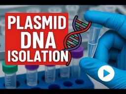 Plasmid DNA Isolation