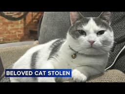 Couple heartbroken after they say 2 children, woman stole their cat