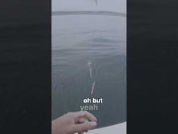 How to catch squid  #fishingcalifornia #fishing