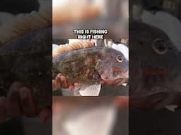 Catching Huge Tautog on a Party Boat in Rhode Island #fishing #shorts