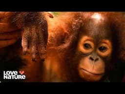 The Start of a New Chapter | Orangutan Jungle School 301