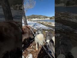 Doggy adventure through snow and desert to see my mom’s amazing art exhibition!