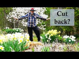 What To Do When Spring Flowers are Finished? Dealing with tulip leaves.
