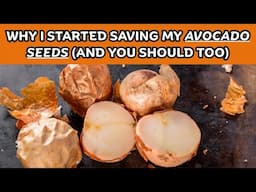 The Shocking Health Benefits of Avocado Seed (That No One Talks About) / Earth's Medicine