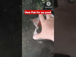 NEW FISH FOR MY POND