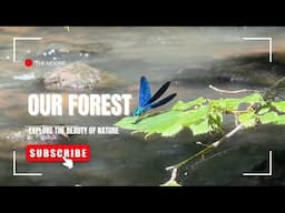 Peaceful River Walk: Experience the Enchantment of Nature