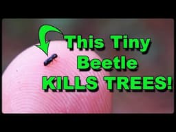 Laurel Wilt: How Tiny Beetles Can Kill Huge Trees!