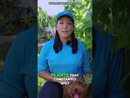Watering Plants: 4 Tips & Irrigation Hacks!