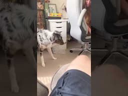 PUPPY IS SCARED OF THE PRINTER (SHORTS)