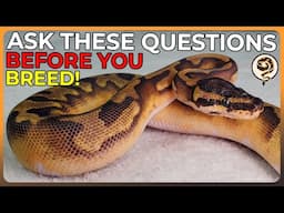 You NEED to Answer these Questions BEFORE you start Breeding Ball Pythons!