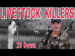 CHASING LIVESTOCK KILLERS IN SHEEP COUNTRY