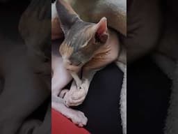 Su colita bien limpia GATO #catlovers