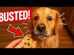 When Pets Become Food Thieves and Get Caught in 4K