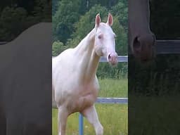 Meet the World’s Most Stunning Horse