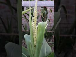 Full Bloom on Sweetcorn Plants | ভুট্টা গাছে ফুল এসেছে।