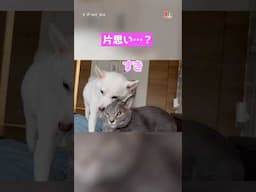 好きが止まらなくて… #猫