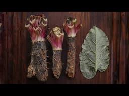 How to Dig a Burdock Root (and Cook with Other Parts of the Plant)