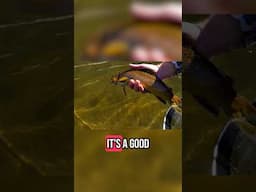 Three fish at a time! Has this ever happened to you? Lance Egan makes it look easy.