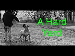 Dog training, Figuring it out with Boerboel