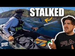 WILD Shark Clips That Will Leave You Speechless