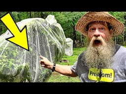 Self Sufficient Living the Key to Freedom
