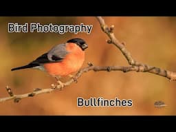 Tips & techniques for photographing Bullfinches one of the UKs most beautiful birds.