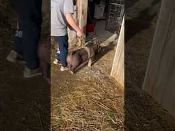 Walking the showpigs! #pig #farmfamilyfun #farmlife