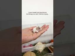 Meet Burrow 🥹 #mice #pets #babyanimals #babymice #petmouse