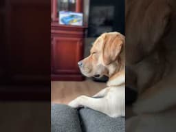 Tired Labrador Puppy Keeps Fighting Sleep!