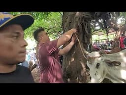Vacas Paridas en El Tránsito San Miguel El Salvador On 06/06/2025