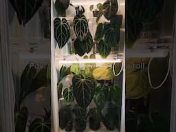 My Camera Roll 90% of the time😂🪴 #plants #houseplants #pov