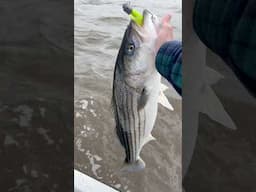Jigging Swimbaits For Striped Bass!