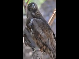 New Golden Eagle at the Phoenix Zoo
