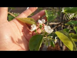 2025 Asian Pears Series Ep. 03 - Spring Is Here and We Have Fruits!!!