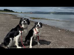 Three amazing border collie sheepdog go to the beach for the first time… in 2 years