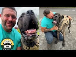 We stepped in to help this 175lb giant and he could not have been sweeter | The Asher House