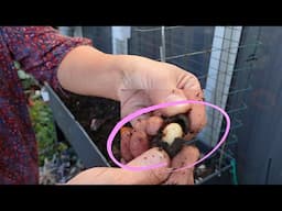 GRUB KILLER | VLOG #311 UPDATE