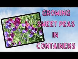 Container Gardening with Sweet Peas 🌺 Spring Planting Tutorial for Summertime Blooms!