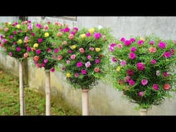 Just Finished! Our Lovely Portulaca Flower Garden 💖