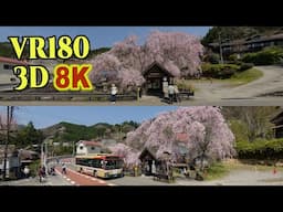 [ 8K 3D VR180 ] シダレザクラに包まれた「人里バス停」（東京都 檜原村）Hennbori bus stop surrounded by weeping cherry blossoms