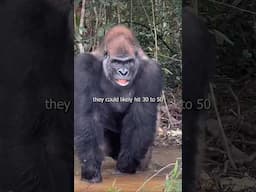 100 Men vs 1 Gorilla... But What About Pull-Ups?