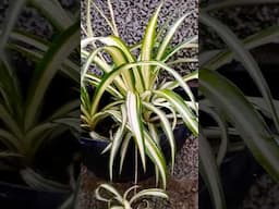 5 Plantas que crescem rápido #plantas #shorts
