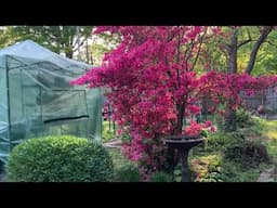 Watch My Backyard Garden Bloom Into A Pink Paradise