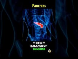 Pancreas: The Hidden Hero of Digestion and Blood Sugar! #AnatomyFacts #HumanBody #BiologyShorts