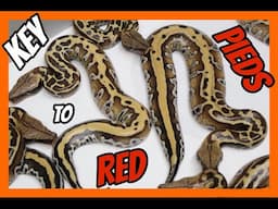 Pied x Flower Blood Python Clutch!